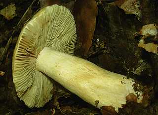 tricholome questre, tricholoma equestre