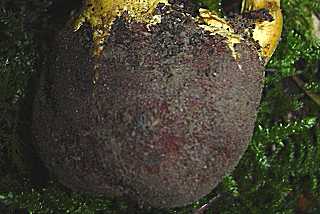 truffe du cerf granule, elaphomyces granulatus