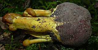 truffe du cerf granule, elaphomyces granulatus