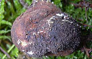 truffe du cerf murique, elaphomyces muricatus